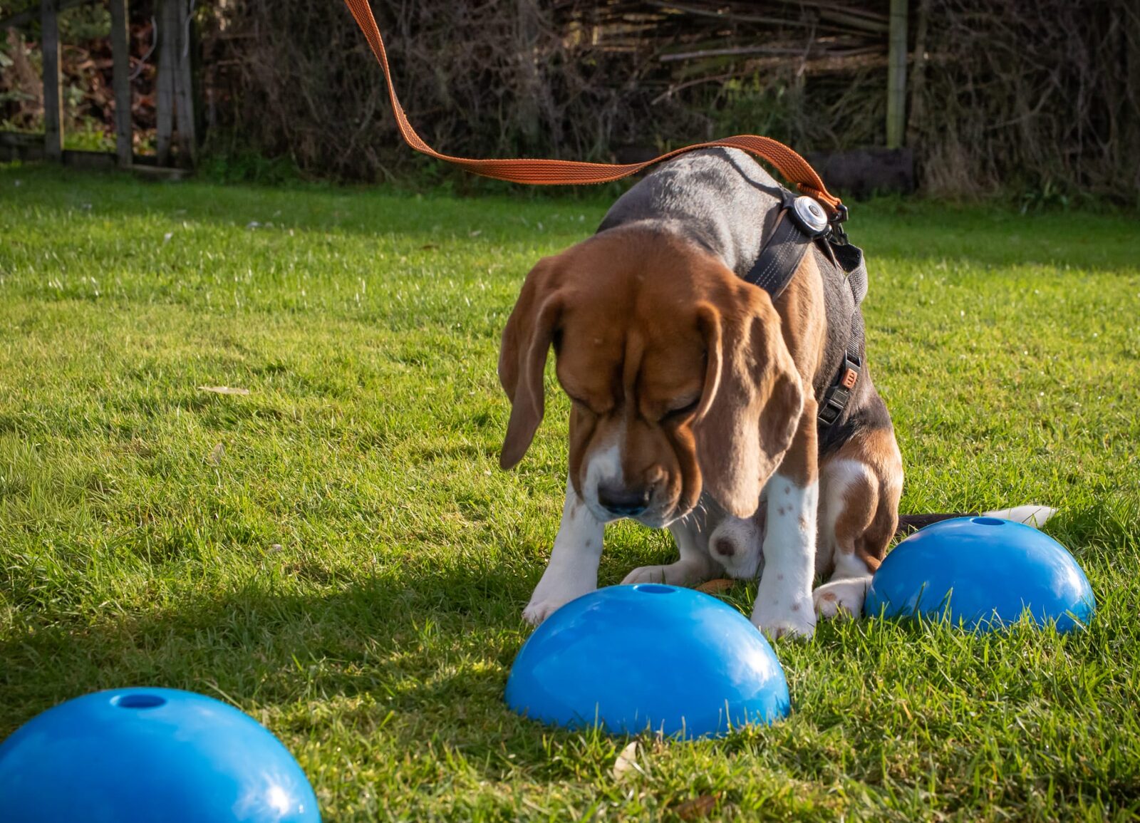 Hond zoekt naar een geur tijdens detectiewerk