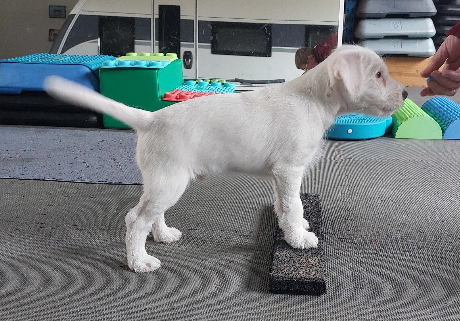 Puppy oefent coördinatie en zelfvertrouwen